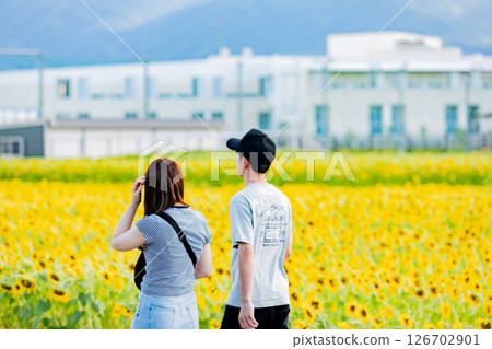 <安曇野> 一對情侶在新村的向日葵田裡玩耍 <安曇野> 一對情侶在新村的向日葵田裡玩耍 126702901