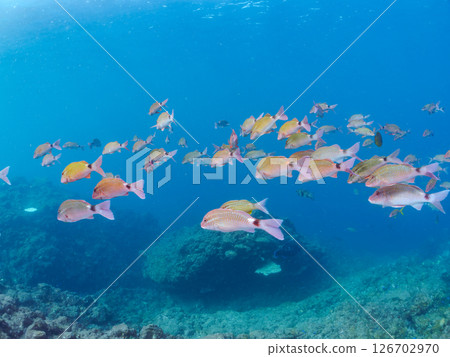A flock of beautiful Goatfish (Goatfish family) and others. Hirizohama Nakagi Minamiizu Town Izu Peninsula Shizuoka Prefecture 2024 126702970