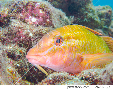 A flock of beautiful Goatfish (Goatfish family) and others. Hirizohama Nakagi Minamiizu Town Izu Peninsula Shizuoka Prefecture 2024 126702973