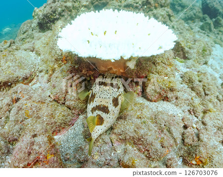 Bleached corals and beautiful porcupine fish (family Porcupineidae) and more. Hirizohama Nakagi Minamiizu Town Izu Peninsula Shizuoka Prefecture 2024 126703076