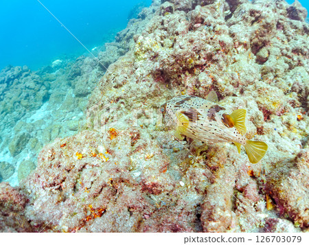 Bleached corals and beautiful porcupine fish (family Porcupineidae) and more. Hirizohama Nakagi Minamiizu Town Izu Peninsula Shizuoka Prefecture 2024 126703079