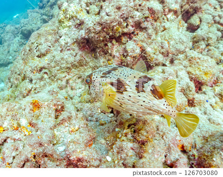 Bleached corals and beautiful porcupine fish (family Porcupineidae) and more. Hirizohama Nakagi Minamiizu Town Izu Peninsula Shizuoka Prefecture 2024 126703080