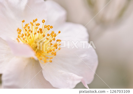 白玫瑰花 126703109