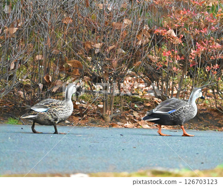 A pair of spot-billed ducks walking together 126703123