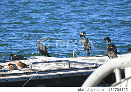 A flock of great cormorants and ducks on the pier A flock of great cormorants and ducks on the pier 126703125