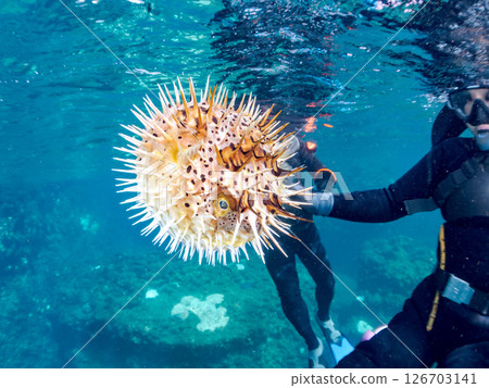 一張美麗的刺魨的半水面照片,它膨脹起來並漂浮在水面上。 Hirizohama Nakagi 南伊豆鎮 伊豆半島 靜岡縣 2024 一張美麗的刺魨的半水面照片,它膨脹起來並漂浮在水面上。 Hirizohama Nakagi 南伊豆鎮 伊豆半島 靜岡縣 2024 126703141