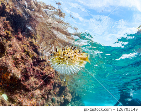 一張美麗的刺魨的半水面照片,它膨脹起來並漂浮在水面上。 Hirizohama Nakagi 南伊豆鎮 伊豆半島 靜岡縣 2024 一張美麗的刺魨的半水面照片,它膨脹起來並漂浮在水面上。 Hirizohama Nakagi 南伊豆鎮 伊豆半島 靜岡縣 2024 126703149