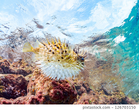 一張美麗的刺魨的半水面照片，它膨脹起來並漂浮在水面上。 Hirizohama Nakagi 南伊豆鎮 伊豆半島 靜岡縣 2024 126703150
