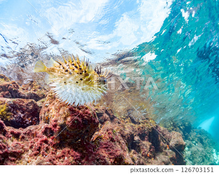 一張美麗的刺魨的半水面照片，它膨脹起來並漂浮在水面上。 Hirizohama Nakagi 南伊豆鎮 伊豆半島 靜岡縣 2024 126703151
