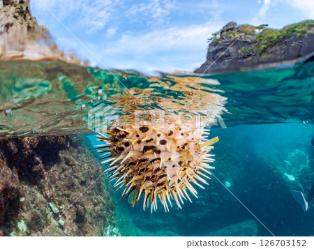 一張美麗的刺魨的半水面照片，它膨脹起來並漂浮在水面上。 Hirizohama Nakagi 南伊豆鎮 伊豆半島 靜岡縣 2024 126703152