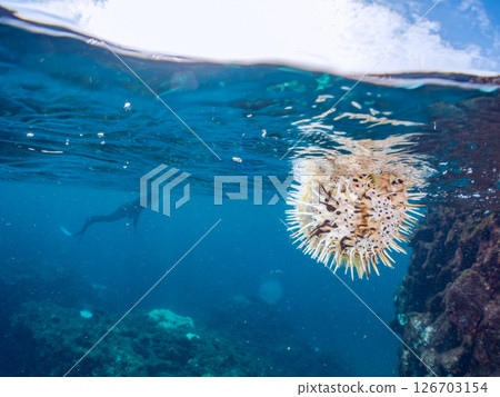 一張美麗的刺魨的半水面照片,它膨脹起來並漂浮在水面上。 Hirizohama Nakagi 南伊豆鎮 伊豆半島 靜岡縣 2024 一張美麗的刺魨的半水面照片,它膨脹起來並漂浮在水面上。 Hirizohama Nakagi 南伊豆鎮 伊豆半島 靜岡縣 2024 126703154