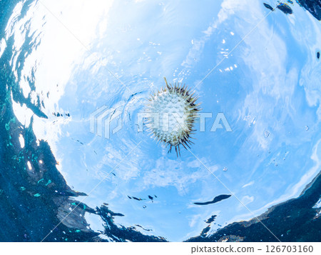 一張美麗的刺魨的半水面照片,它膨脹起來並漂浮在水面上。 Hirizohama Nakagi 南伊豆鎮 伊豆半島 靜岡縣 2024 一張美麗的刺魨的半水面照片,它膨脹起來並漂浮在水面上。 Hirizohama Nakagi 南伊豆鎮 伊豆半島 靜岡縣 2024 126703160