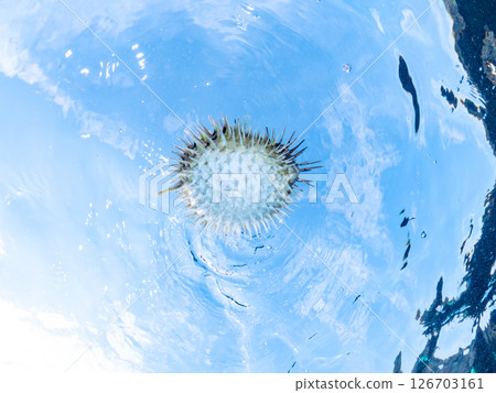 Half-surface shot of a beautiful porcupine fish, inflated and floating on the water surface. Hirizohama Nakagi Minamiizu Town Izu Peninsula Shizuoka Prefecture 2024 126703161