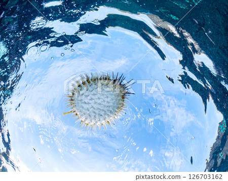 Half-surface shot of a beautiful porcupine fish, inflated and floating on the water surface. Hirizohama Nakagi Minamiizu Town Izu Peninsula Shizuoka Prefecture 2024 126703162