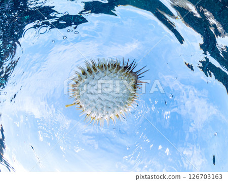Half-surface shot of a beautiful porcupine fish, inflated and floating on the water surface. Hirizohama Nakagi Minamiizu Town Izu Peninsula Shizuoka Prefecture 2024 126703163