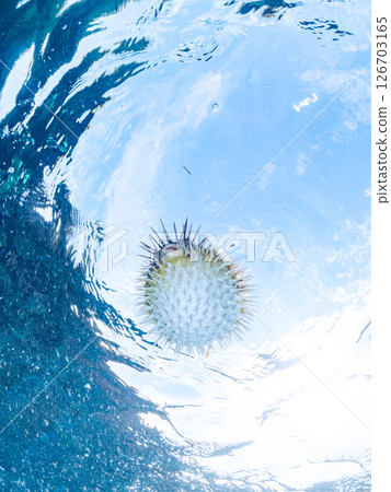 一張美麗的刺魨的半水面照片,它膨脹起來並漂浮在水面上。 Hirizohama Nakagi 南伊豆鎮 伊豆半島 靜岡縣 2024 一張美麗的刺魨的半水面照片,它膨脹起來並漂浮在水面上。 Hirizohama Nakagi 南伊豆鎮 伊豆半島 靜岡縣 2024 126703165