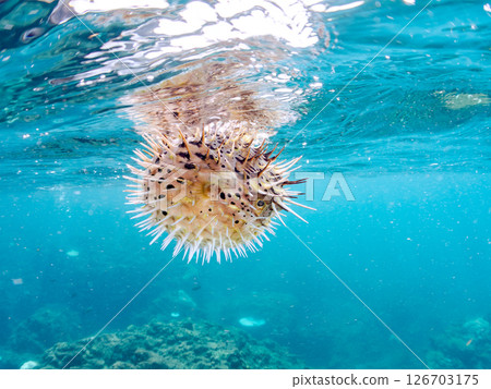 Half-surface shot of a beautiful porcupine fish, inflated and floating on the water surface. Hirizohama Nakagi Minamiizu Town Izu Peninsula Shizuoka Prefecture 2024 126703175