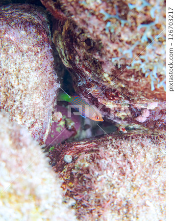 A school of juvenile fish, the rare Izu moray eel (family Labridae), and others. Hirizohama, Nakagi, Minamiizu Town, Izu Peninsula, Shizuoka Prefecture, 2024 126703217