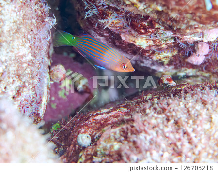 A school of juvenile fish, the rare Izu moray eel (family Labridae), and others. Hirizohama, Nakagi, Minamiizu Town, Izu Peninsula, Shizuoka Prefecture, 2024 126703218