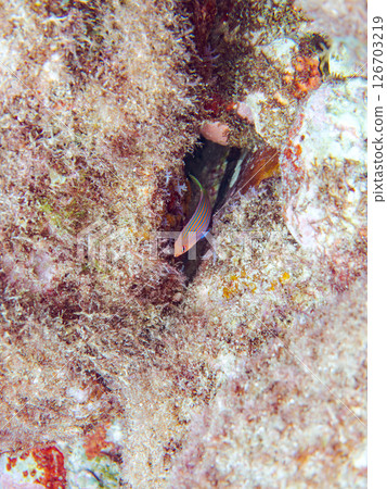 A school of juvenile fish, the rare Izu moray eel (family Labridae), and others. Hirizohama, Nakagi, Minamiizu Town, Izu Peninsula, Shizuoka Prefecture, 2024 A school of juvenile fish, the rare Izu moray eel (family Labridae), and others. Hirizohama, Nakagi, Minamiizu Town, Izu Peninsula, Shizuoka Prefecture, 2024 126703219