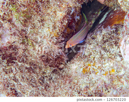 A school of juvenile fish, the rare Izu moray eel (family Labridae), and others. Hirizohama, Nakagi, Minamiizu Town, Izu Peninsula, Shizuoka Prefecture, 2024 126703220