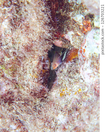 A school of juvenile fish, the rare Izu moray eel (family Labridae), and others. Hirizohama, Nakagi, Minamiizu Town, Izu Peninsula, Shizuoka Prefecture, 2024 A school of juvenile fish, the rare Izu moray eel (family Labridae), and others. Hirizohama, Nakagi, Minamiizu Town, Izu Peninsula, Shizuoka Prefecture, 2024 126703221