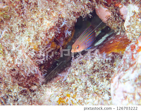 A school of juvenile fish, the rare Izu moray eel (family Labridae), and others. Hirizohama, Nakagi, Minamiizu Town, Izu Peninsula, Shizuoka Prefecture, 2024 126703222