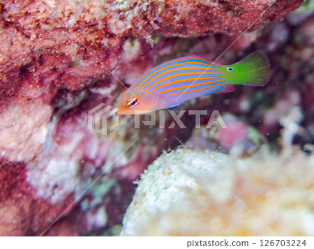 伊豆地區罕見的幼年海鰻（海鰻科）群，以及更多。 Hirizohama Nakagi 南伊豆鎮 伊豆半島 靜岡縣 2024 126703224