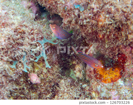 伊豆地區罕見的幼年海鰻(海鰻科)群,以及更多。 Hirizohama Nakagi 南伊豆鎮 伊豆半島 靜岡縣 2024 伊豆地區罕見的幼年海鰻(海鰻科)群,以及更多。 Hirizohama Nakagi 南伊豆鎮 伊豆半島 靜岡縣 2024 126703226