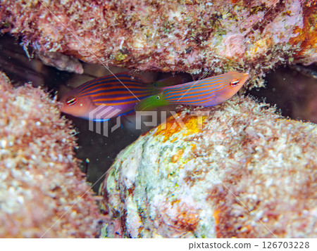 A school of juvenile fish, the rare Izu moray eel (family Labridae), and others. Hirizohama, Nakagi, Minamiizu Town, Izu Peninsula, Shizuoka Prefecture, 2024 A school of juvenile fish, the rare Izu moray eel (family Labridae), and others. Hirizohama, Nakagi, Minamiizu Town, Izu Peninsula, Shizuoka Prefecture, 2024 126703228