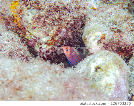 A school of juvenile fish, the rare Izu moray eel (family Labridae), and others. Hirizohama, Nakagi, Minamiizu Town, Izu Peninsula, Shizuoka Prefecture, 2024 A school of juvenile fish, the rare Izu moray eel (family Labridae), and others. Hirizohama, Nakagi, Minamiizu Town, Izu Peninsula, Shizuoka Prefecture, 2024 126703230