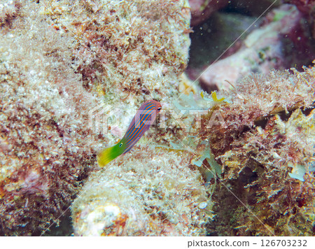 伊豆地區罕見的幼年海鰻（海鰻科）群，以及更多。 Hirizohama Nakagi 南伊豆鎮 伊豆半島 靜岡縣 2024 126703232