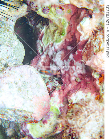 A school of juvenile fish, the rare Izu moray eel (family Labridae), and others. Hirizohama, Nakagi, Minamiizu Town, Izu Peninsula, Shizuoka Prefecture, 2024 A school of juvenile fish, the rare Izu moray eel (family Labridae), and others. Hirizohama, Nakagi, Minamiizu Town, Izu Peninsula, Shizuoka Prefecture, 2024 126703235