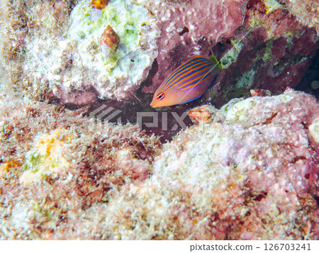 A school of juvenile fish, the rare Izu moray eel (family Labridae), and others. Hirizohama, Nakagi, Minamiizu Town, Izu Peninsula, Shizuoka Prefecture, 2024 126703241