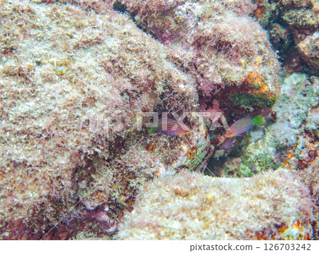 A school of juvenile fish, the rare Izu moray eel (family Labridae), and others. Hirizohama, Nakagi, Minamiizu Town, Izu Peninsula, Shizuoka Prefecture, 2024 126703242