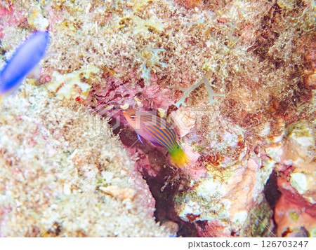 A school of juvenile fish, the rare Izu moray eel (family Labridae), and others. Hirizohama, Nakagi, Minamiizu Town, Izu Peninsula, Shizuoka Prefecture, 2024 126703247