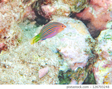 A school of juvenile fish, the rare Izu moray eel (family Labridae), and others. Hirizohama, Nakagi, Minamiizu Town, Izu Peninsula, Shizuoka Prefecture, 2024 126703248