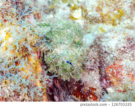 Perfect camouflage of the Satsuma scorpionfish, Nirai scorpionfish, and others among the rocks. Hirizohama Nakagi Minamiizu Town Izu Peninsula Shizuoka Prefecture 2024 126703285