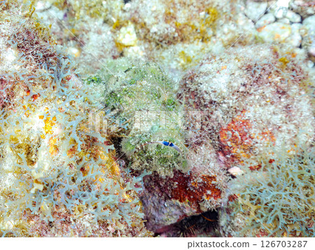 Perfect camouflage of the Satsuma scorpionfish, Nirai scorpionfish, and others among the rocks. Hirizohama Nakagi Minamiizu Town Izu Peninsula Shizuoka Prefecture 2024 Perfect camouflage of the Satsuma scorpionfish, Nirai scorpionfish, and others among the rocks. Hirizohama Nakagi Minamiizu Town Izu Peninsula Shizuoka Prefecture 2024 126703287