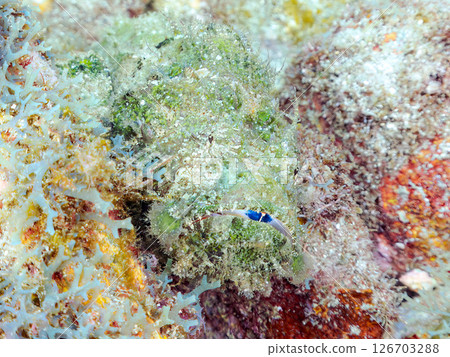 Perfect camouflage of the Satsuma scorpionfish, Nirai scorpionfish, and others among the rocks. Hirizohama Nakagi Minamiizu Town Izu Peninsula Shizuoka Prefecture 2024 Perfect camouflage of the Satsuma scorpionfish, Nirai scorpionfish, and others among the rocks. Hirizohama Nakagi Minamiizu Town Izu Peninsula Shizuoka Prefecture 2024 126703288