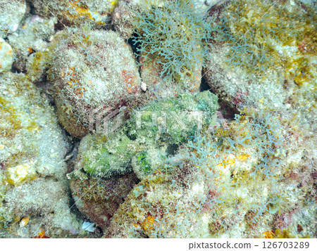 Perfect camouflage of the Satsuma scorpionfish, Nirai scorpionfish, and others among the rocks. Hirizohama Nakagi Minamiizu Town Izu Peninsula Shizuoka Prefecture 2024 126703289