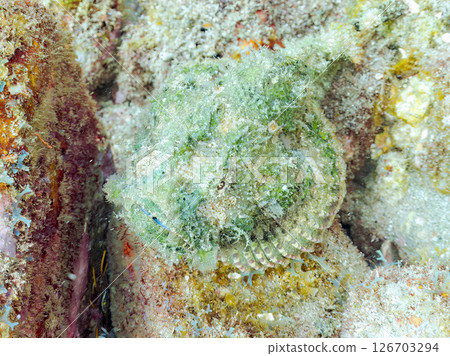 Perfect camouflage of the Satsuma scorpionfish, Nirai scorpionfish, and others among the rocks. Hirizohama Nakagi Minamiizu Town Izu Peninsula Shizuoka Prefecture 2024 Perfect camouflage of the Satsuma scorpionfish, Nirai scorpionfish, and others among the rocks. Hirizohama Nakagi Minamiizu Town Izu Peninsula Shizuoka Prefecture 2024 126703294