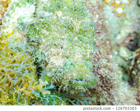 Perfect camouflage of the Satsuma scorpionfish, Nirai scorpionfish, and others among the rocks. Hirizohama Nakagi Minamiizu Town Izu Peninsula Shizuoka Prefecture 2024 Perfect camouflage of the Satsuma scorpionfish, Nirai scorpionfish, and others among the rocks. Hirizohama Nakagi Minamiizu Town Izu Peninsula Shizuoka Prefecture 2024 126703303