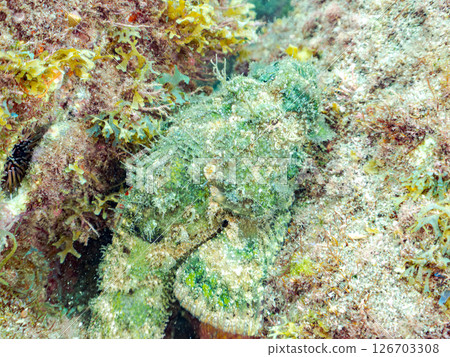 薩摩蝎子魚、Nirai蝎子魚等在岩石間完美地偽裝著。 Hirizohama Nakagi 南伊豆鎮 伊豆半島 靜岡縣 2024 126703308