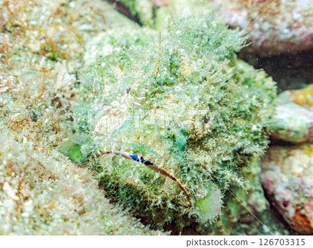 Perfect camouflage of the Satsuma scorpionfish, Nirai scorpionfish, and others among the rocks. Hirizohama Nakagi Minamiizu Town Izu Peninsula Shizuoka Prefecture 2024 126703315