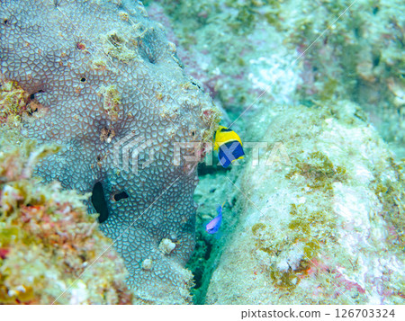 Cute juvenile angelfish (Philadelphidae) and others. Hirizohama Nakagi Minamiizu Town Izu Peninsula Shizuoka Prefecture 2024 126703324