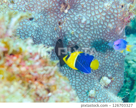 Cute juvenile angelfish (Philadelphidae) and others. Hirizohama Nakagi Minamiizu Town Izu Peninsula Shizuoka Prefecture 2024 126703327