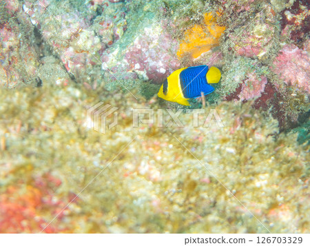 可愛的幼年神仙魚（科：神仙魚）等等。 Hirizohama Nakagi 南伊豆鎮 伊豆半島 靜岡縣 2024 126703329