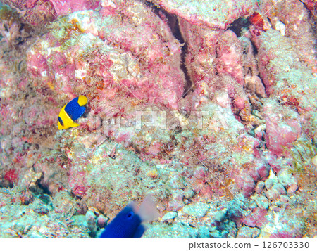 Cute juvenile angelfish (Philadelphidae) and others. Hirizohama Nakagi Minamiizu Town Izu Peninsula Shizuoka Prefecture 2024 126703330