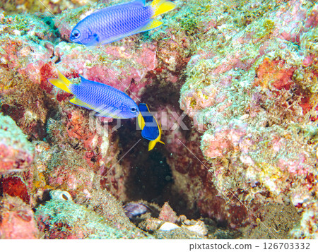 Cute juvenile angelfish (Philadelphidae) and others. Hirizohama Nakagi Minamiizu Town Izu Peninsula Shizuoka Prefecture 2024 126703332
